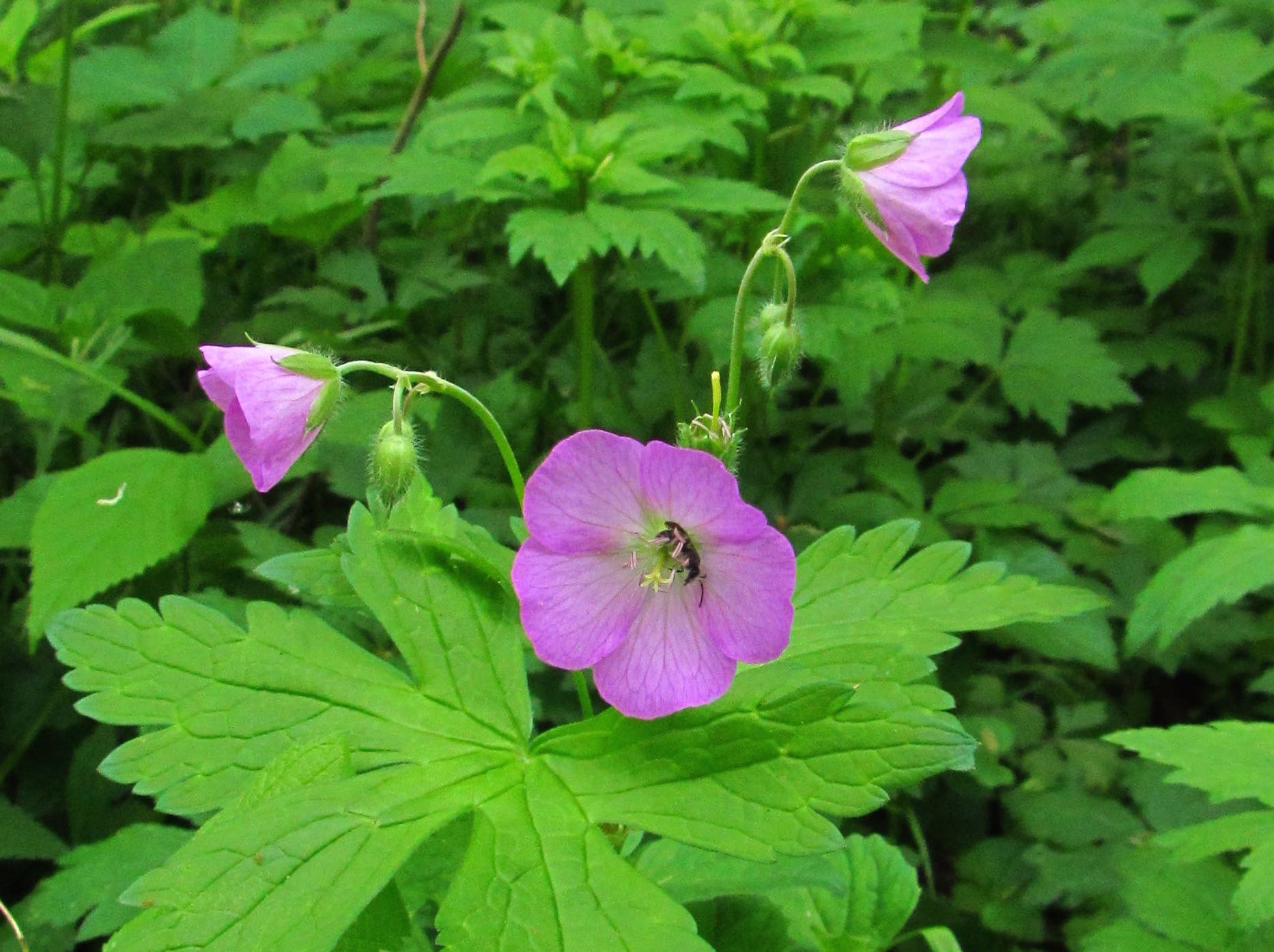 Iowa wildflower Wednesday: Meet the baneberries - Bleeding Heartland