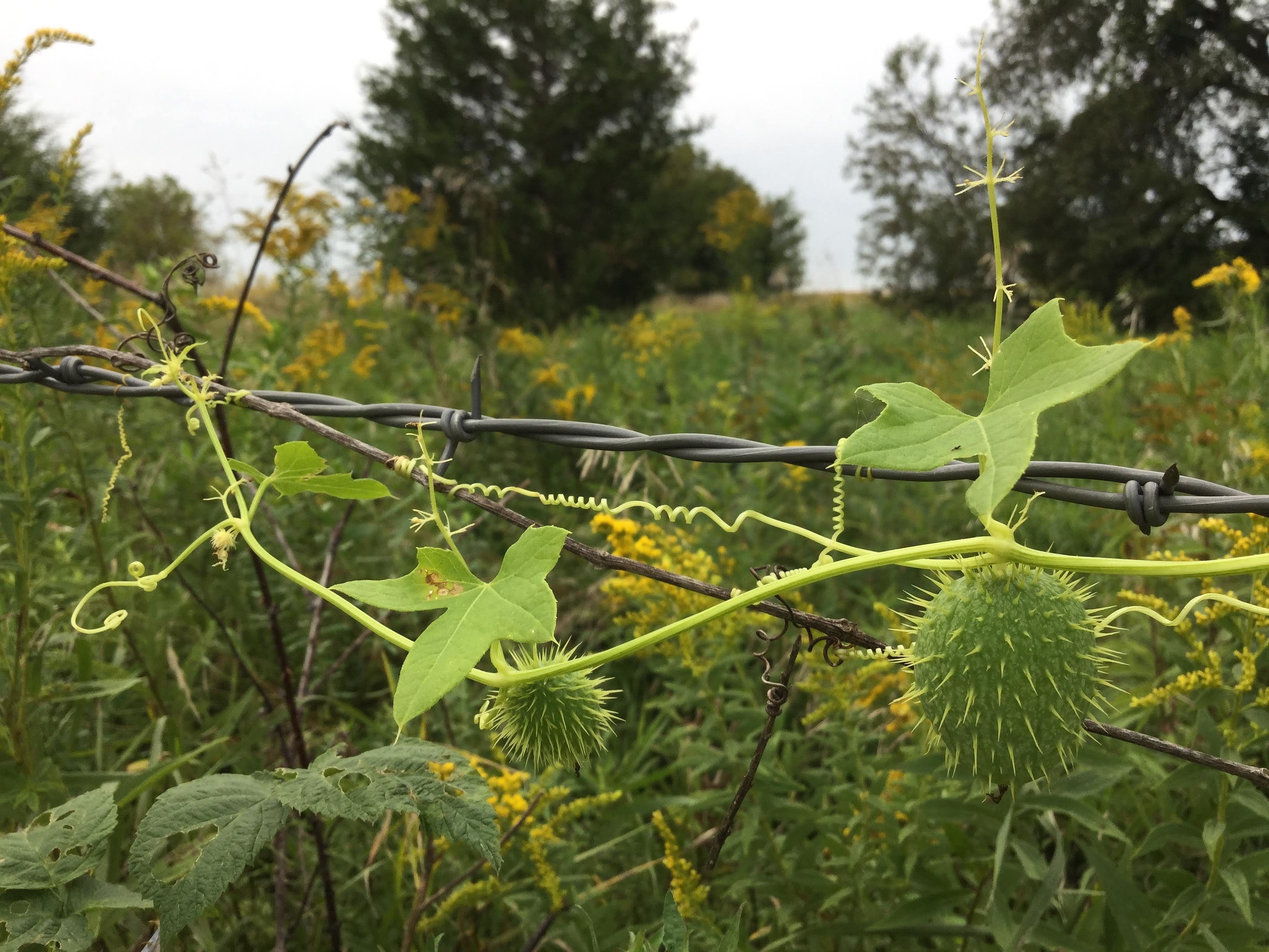 Iowa wildflower Wednesday: Meet the baneberries - Bleeding Heartland