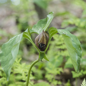 fading trillium flower