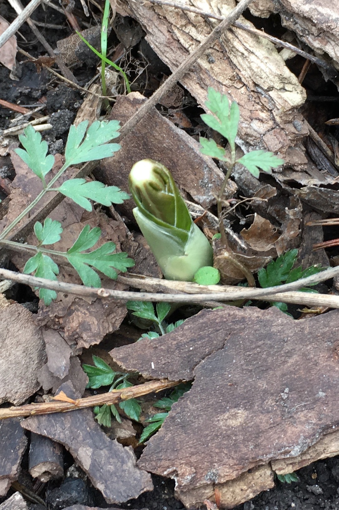 Iowa wildflower Wednesday: Mayapple (umbrella plant)