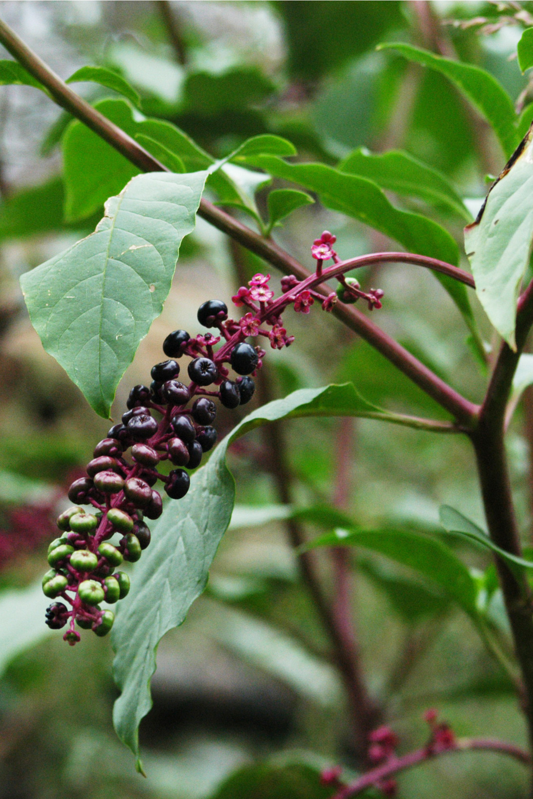 Red Berry Stems s/6