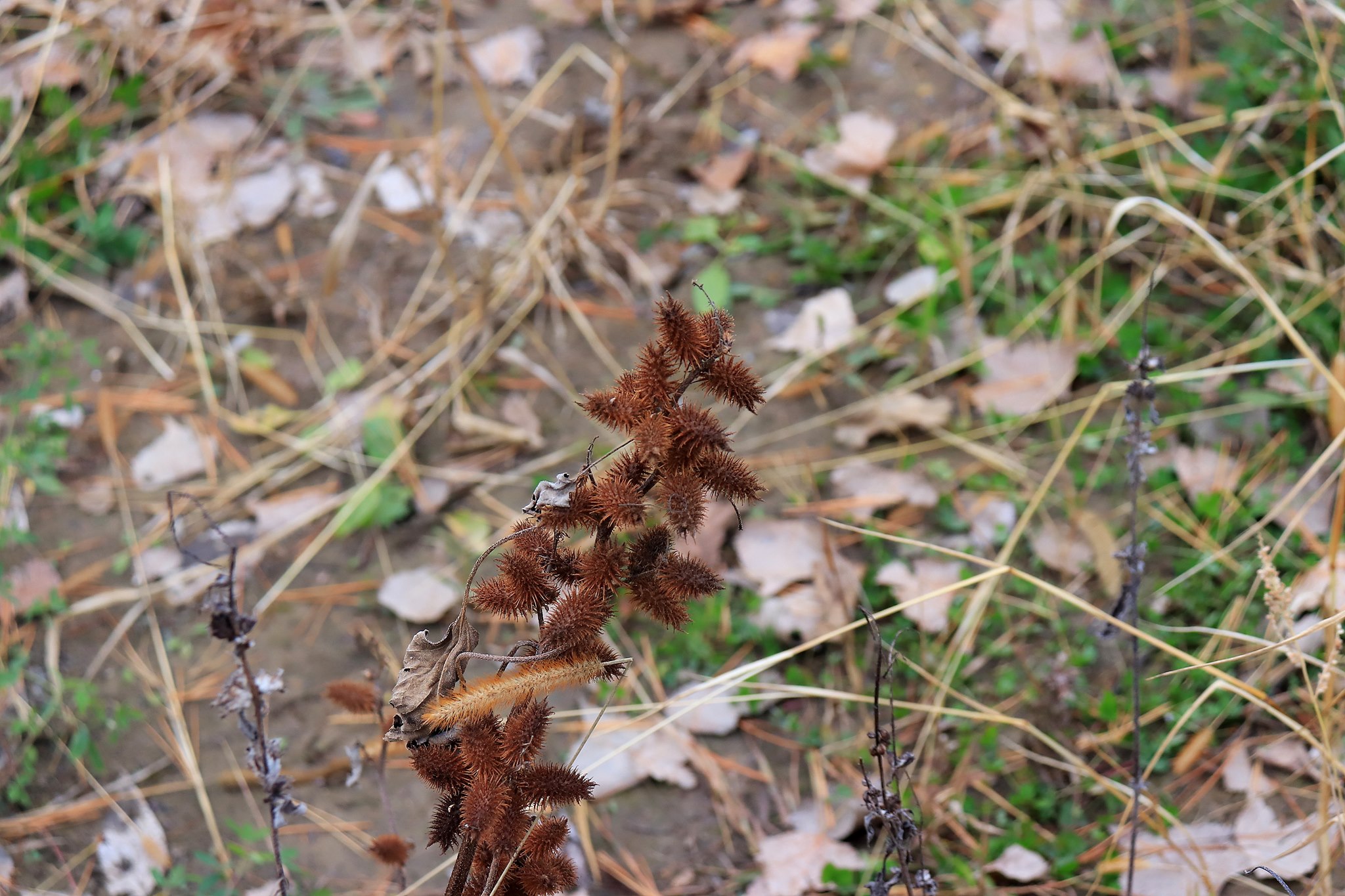 Velcro Seeds Plant 