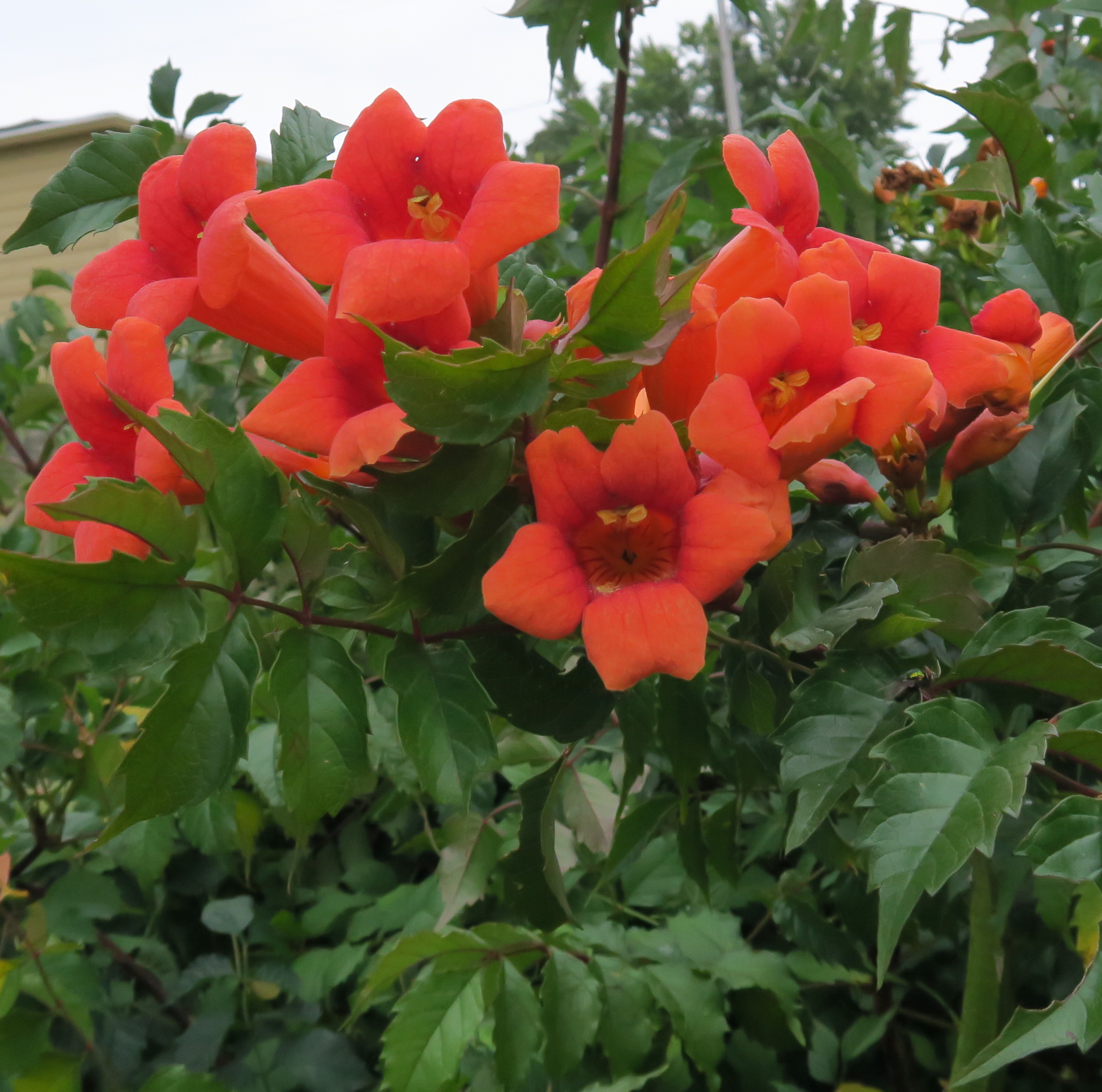 Trumpet Creeper Vine