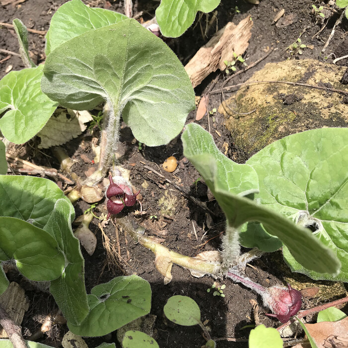 wild ginger plant