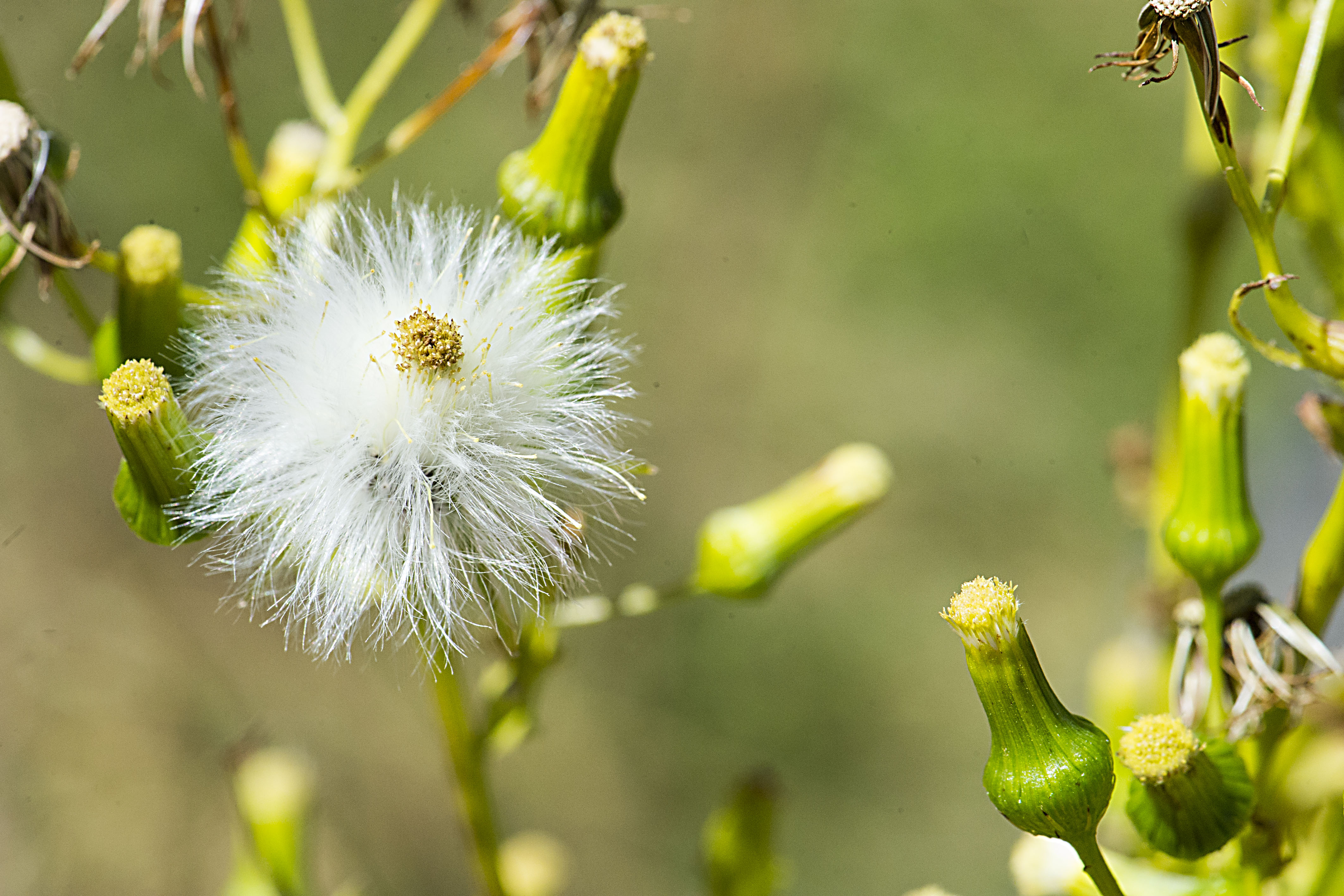 Iowa wildflower Wednesday: Meet the baneberries - Bleeding Heartland