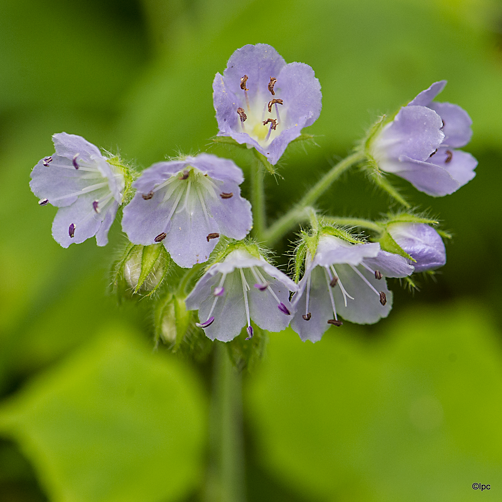 Iowa wildflower Wednesday: Meet the baneberries - Bleeding Heartland