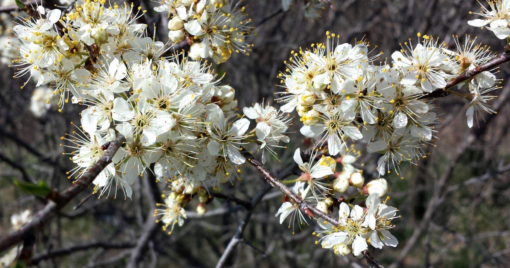 Iowa wildflower Wednesday: Meet the baneberries - Bleeding Heartland