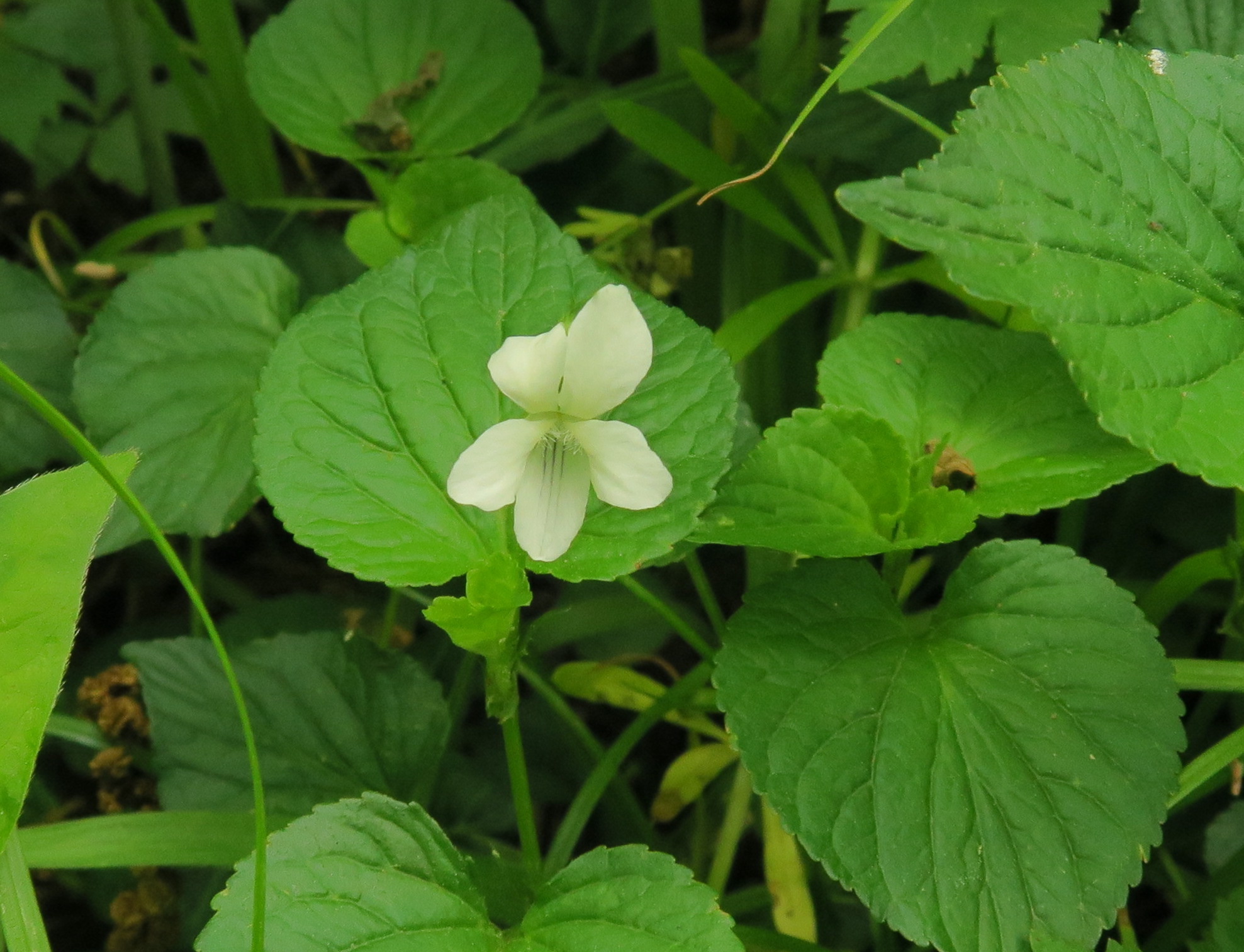 Iowa wildflower Wednesday: Meet the baneberries - Bleeding Heartland