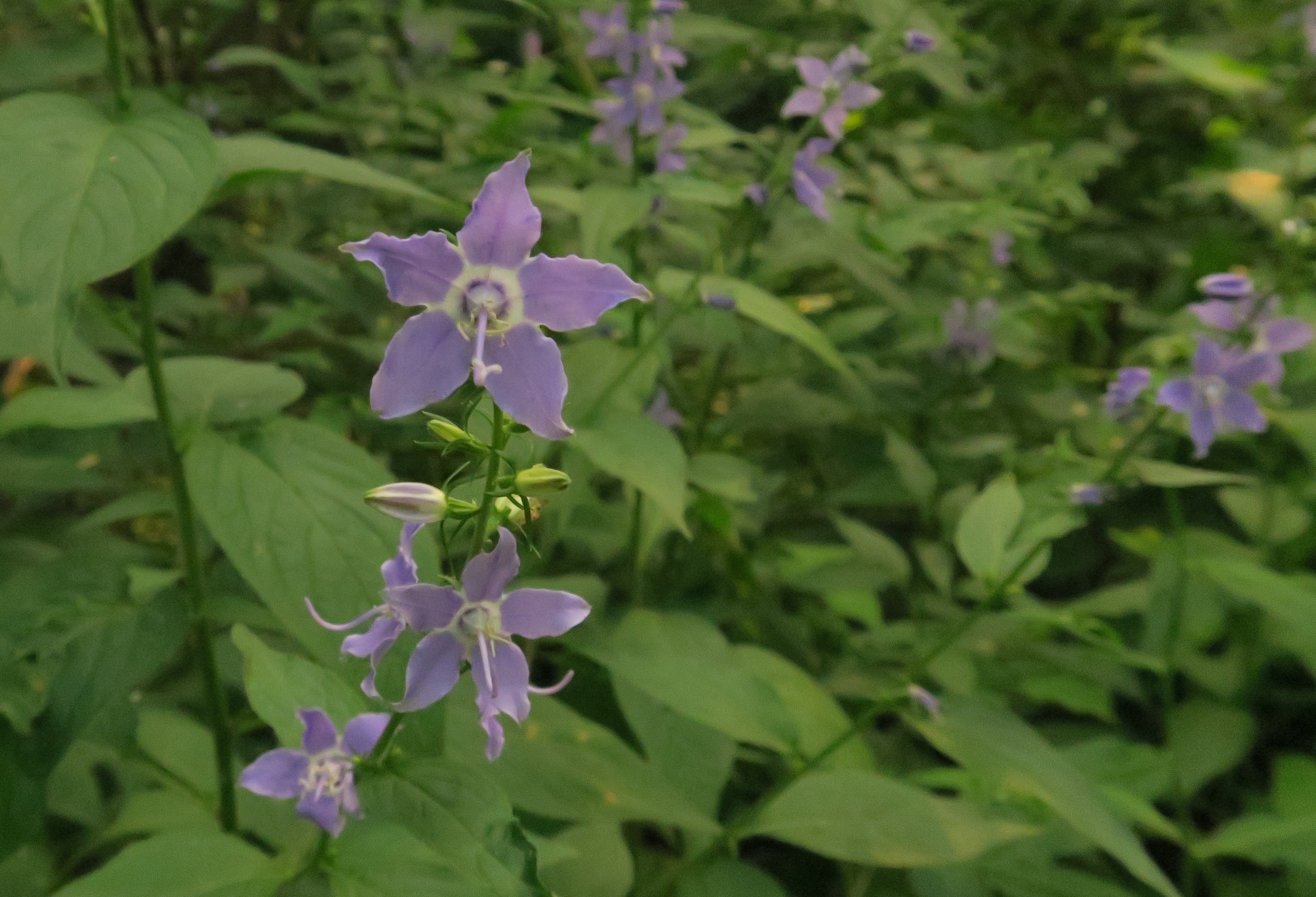 Iowa wildflower Wednesday: Meet the baneberries - Bleeding Heartland