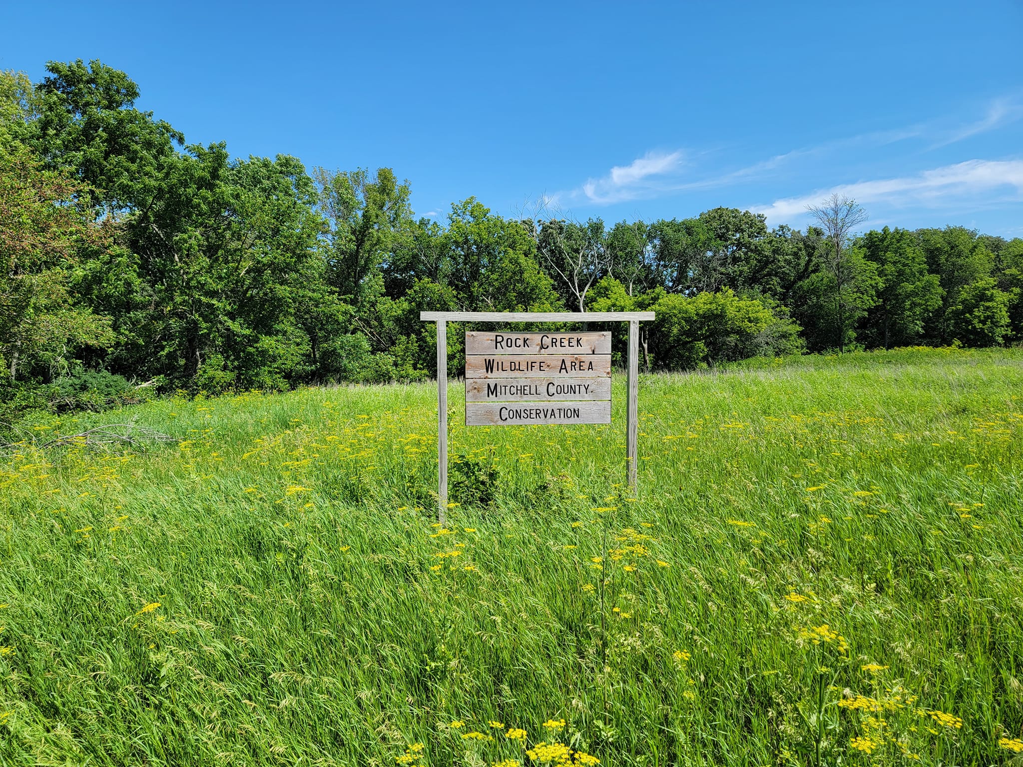 Iowa wildflower Wednesday: Meet the baneberries - Bleeding Heartland