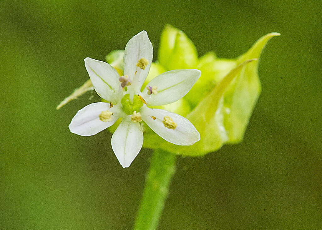 Iowa wildflower Wednesday Allium canadense (Wild onion or Wild garlic