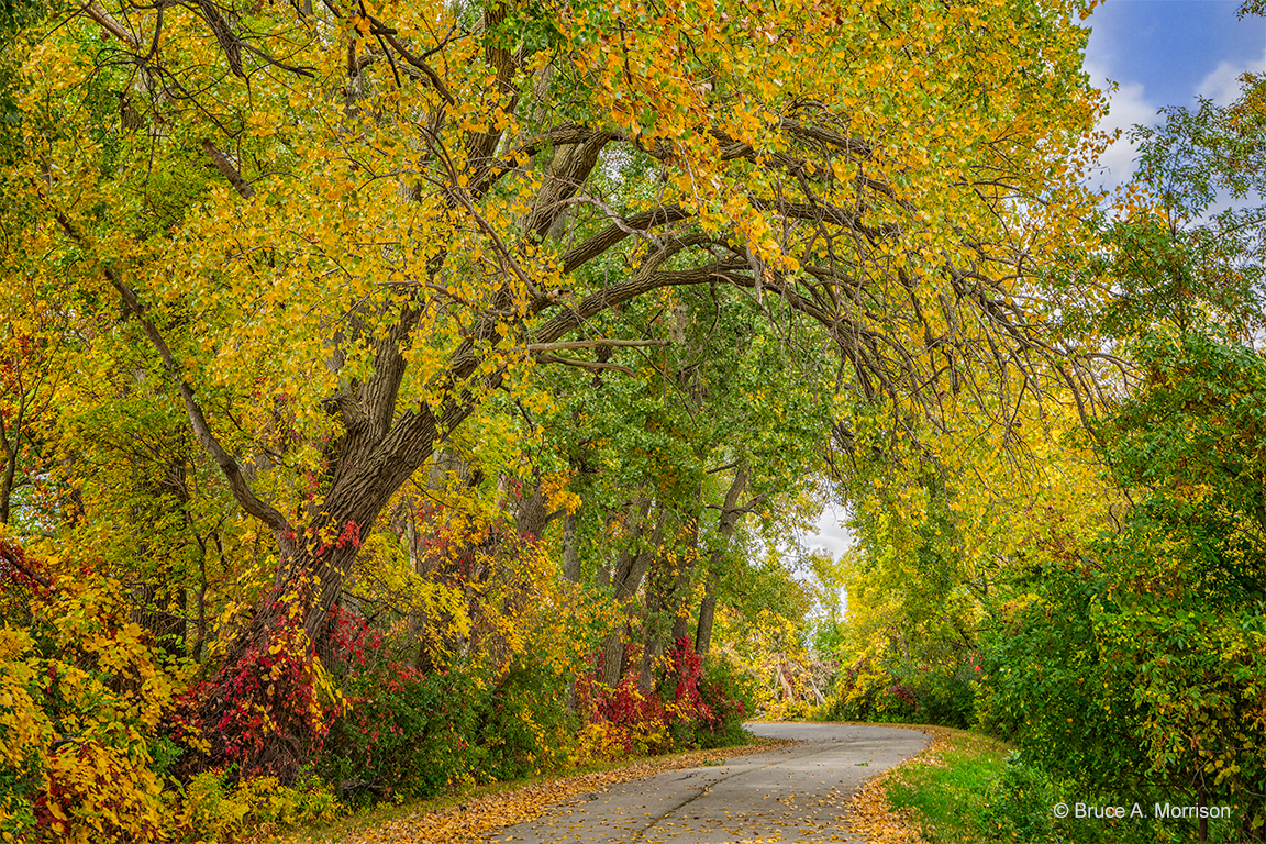 "Autumn Canopy" - photograph - © Bruce A. Morrison