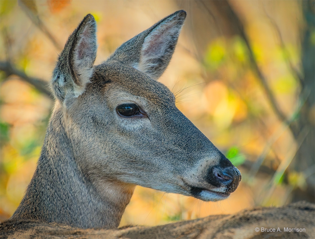 "White-tail Doe" - photograph - © Bruce A. Morrison