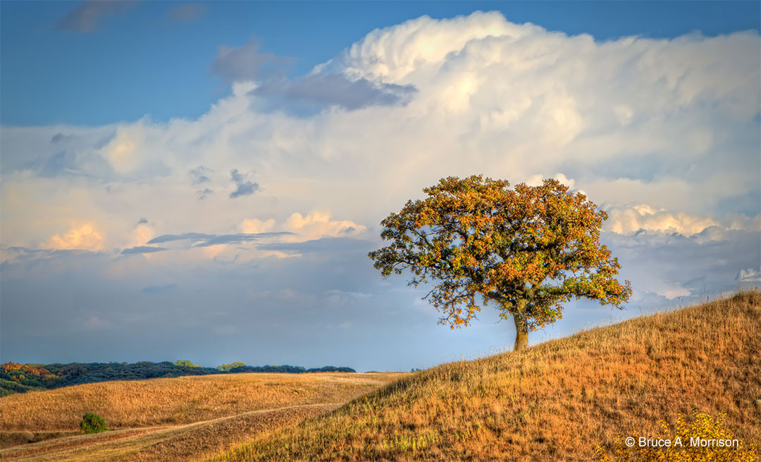 "Lone Bur Oak" - photograph - © Bruce A. Morrison