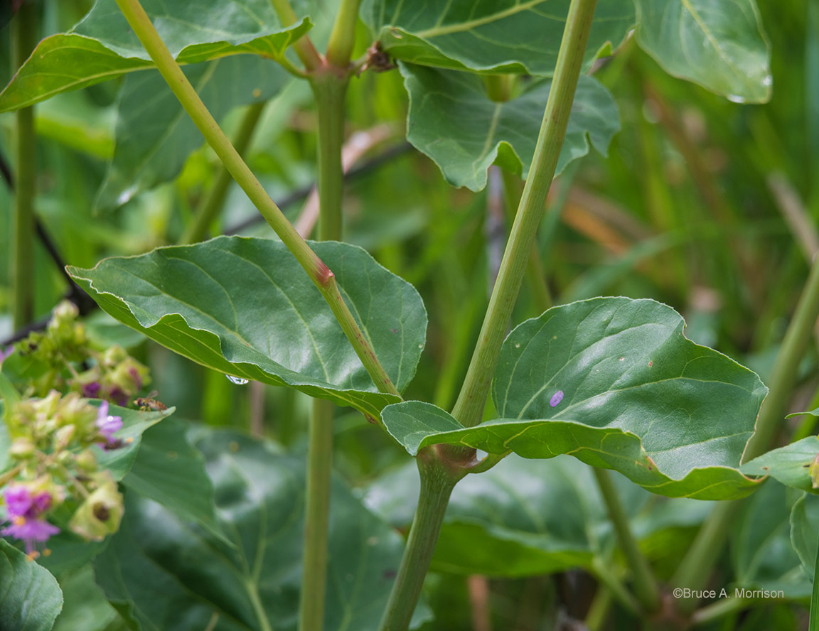 Iowa wildflower Wednesday Wild FourO'Clock Bleeding Heartland