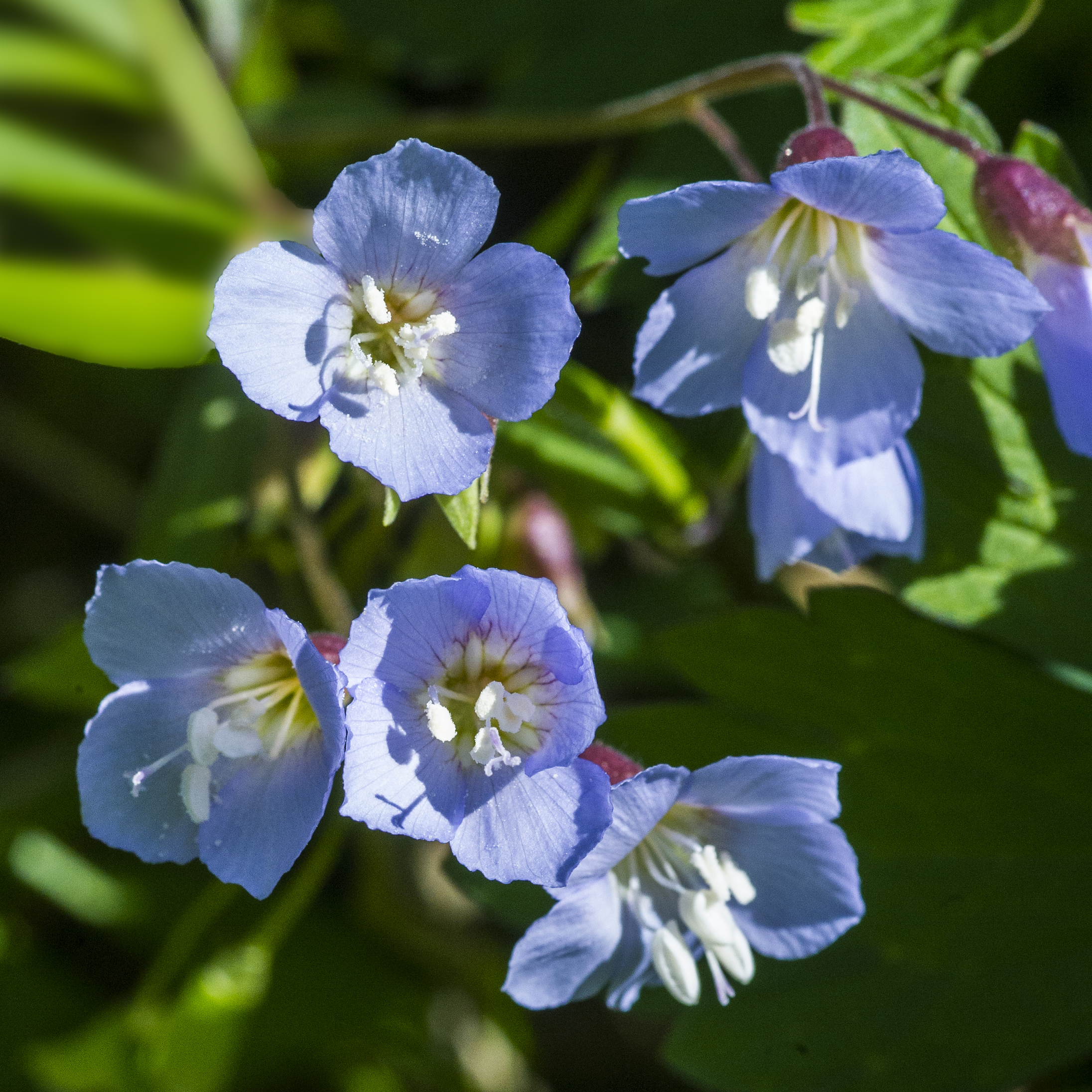 Iowa wildflower Wednesday: Meet the baneberries - Bleeding Heartland