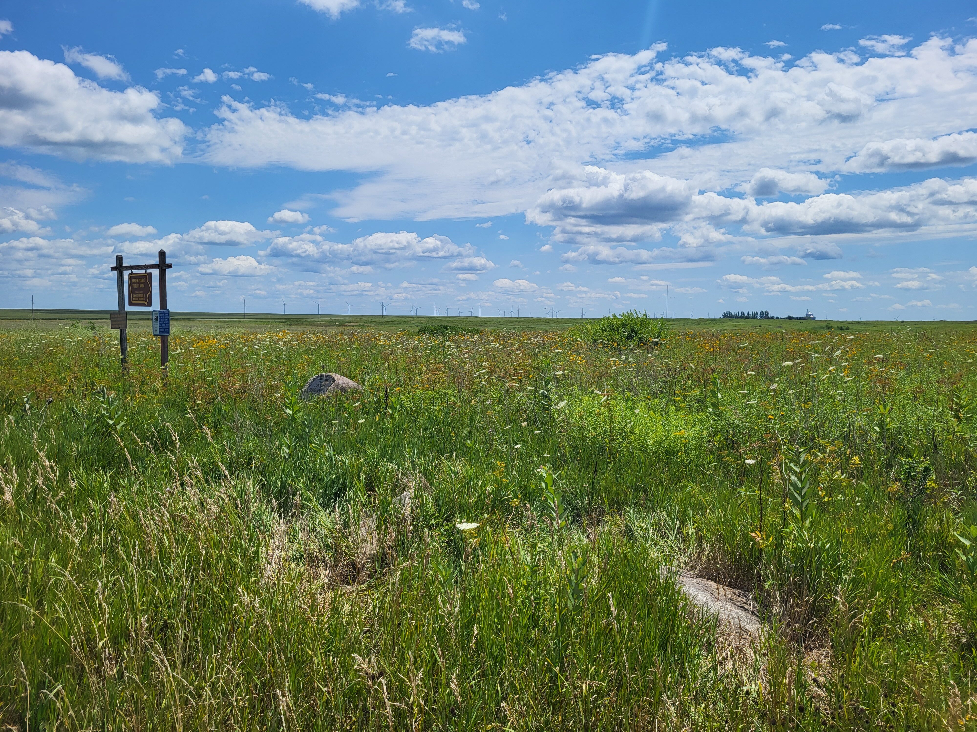 Iowa wildflower Wednesday: Meet the baneberries - Bleeding Heartland