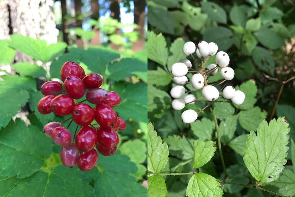 Iowa wildflower Wednesday: Meet the baneberries - Bleeding Heartland