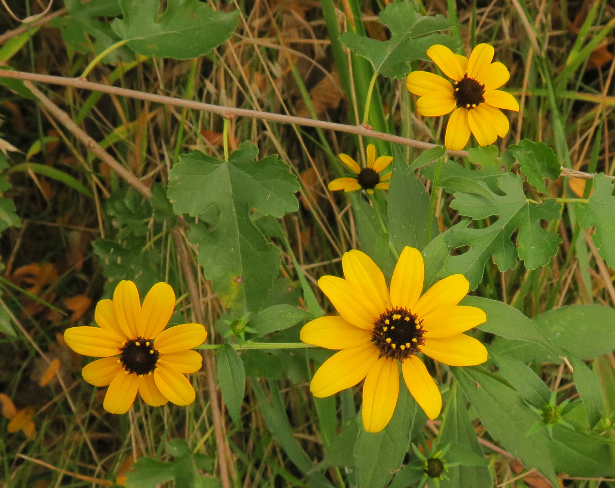 Iowa wildflower Wednesday: Meet the baneberries - Bleeding Heartland