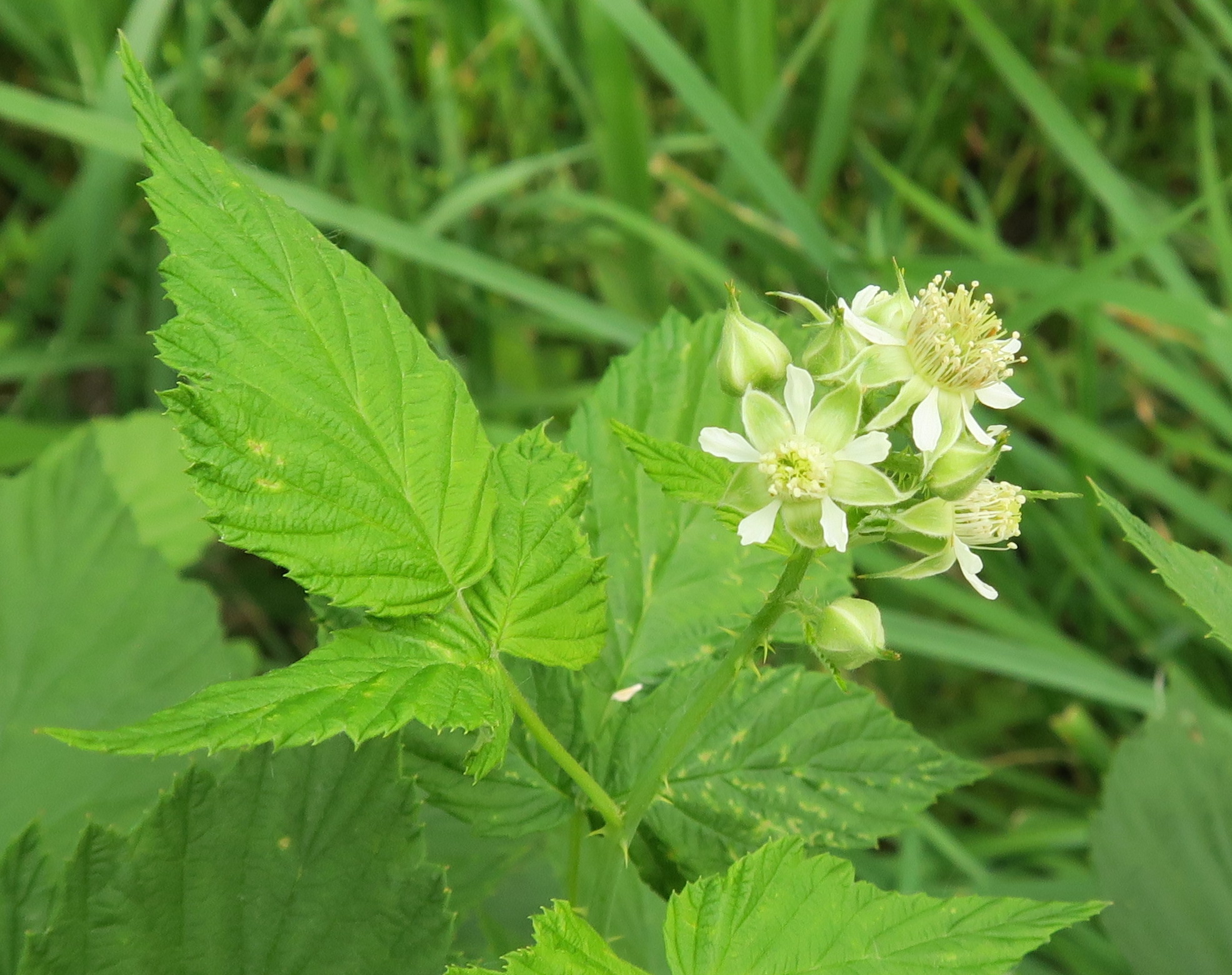 wild raspberry plant