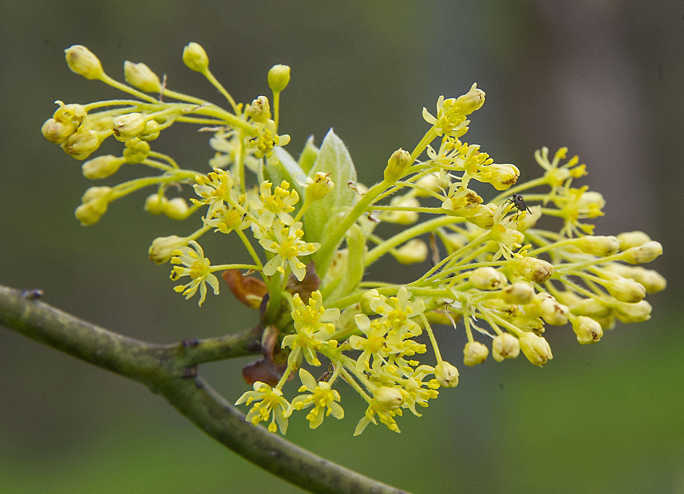 トップス SASSAFRAS Leaf Pruner Shell Bud Half How to Grow and Care for Common sassafras