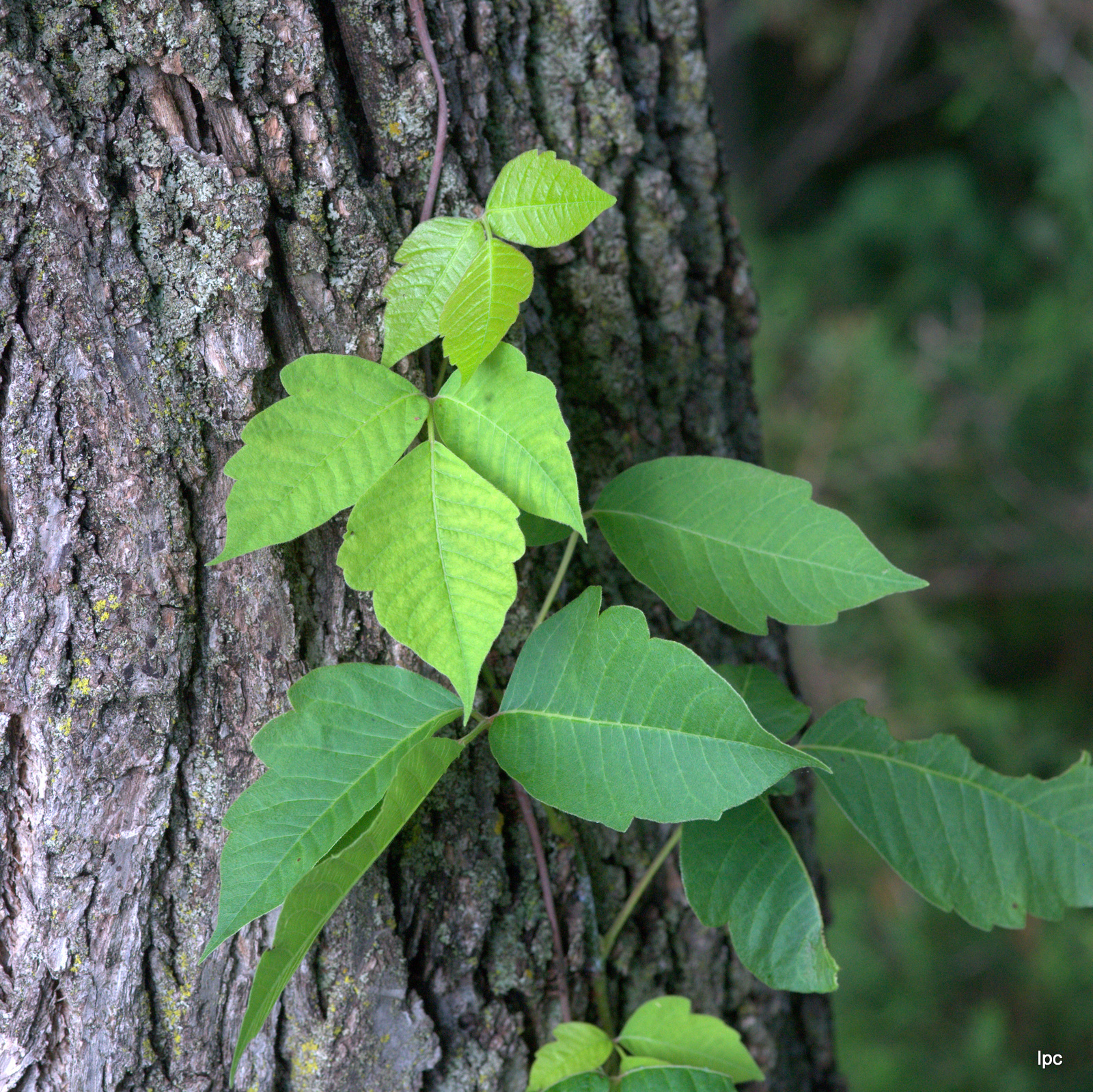 An image of a young Poison Ivy vine climbing a tree