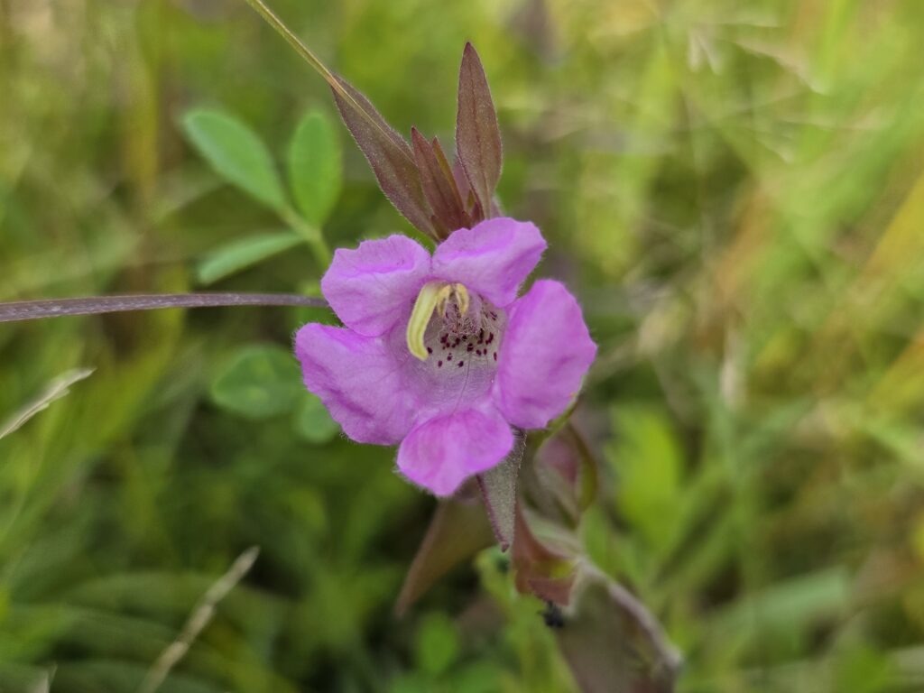 Iowa wildflower Wednesday: Earleaf false foxglove