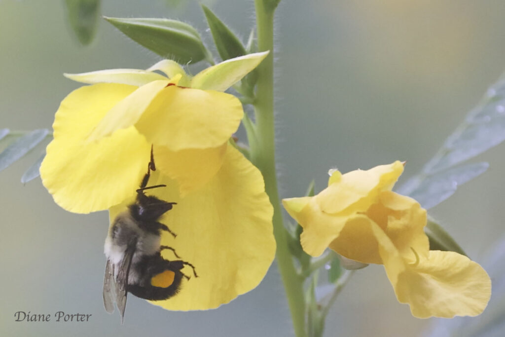 Iowa wildflower Wednesday: Bumblebees and Partridge Peas